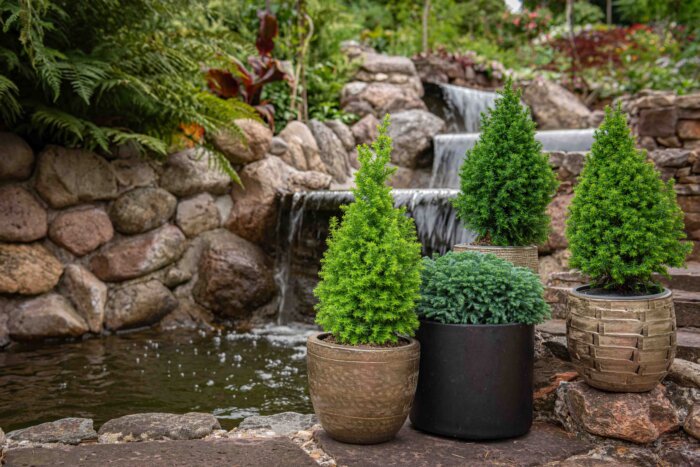 Edens Plants & Creations: